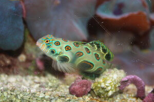 Encanto Pet Clinic's Elegant Mandarinfish